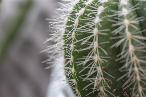 Thorny Desert Plants Cacti And Prickly Pear Stock Photo Download