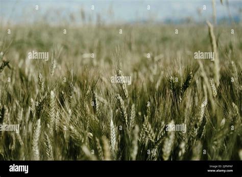 Ears Of Wheat In The Wheat Field Stock Photo Alamy