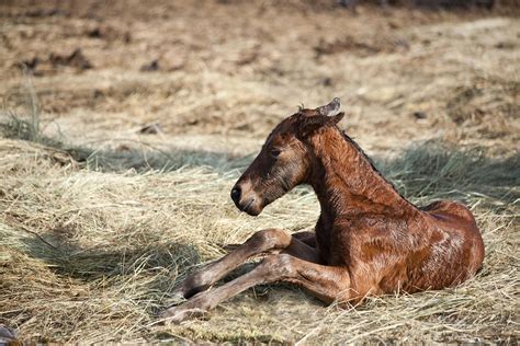 Viral Diarrhea Foals In Horses Symptoms Causes Diagnosis