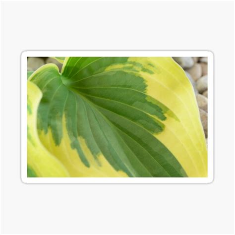 Hosta Wide Brim Plantain Lily Sticker For Sale By Chrisburrows