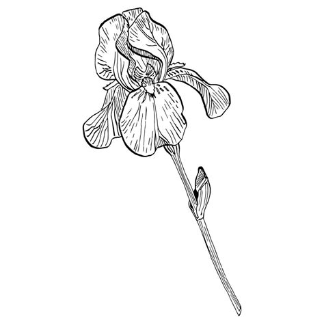 Fleur D Iris Fleur Botanique Florale élément D Illustration Isolé Main De Vecteur Dessin De