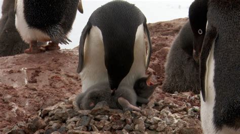 Adelie penguins and their chicks - Antarctica, 2020 - Graham Boulnois