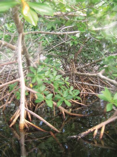 Detailed View Of The Intertwinedness Of Red Mangrove Prop Roots Photo