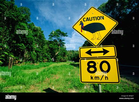 Warning Road Sign For Cassowaries Near Mission Beach On The Northeast Coast Of Queensland