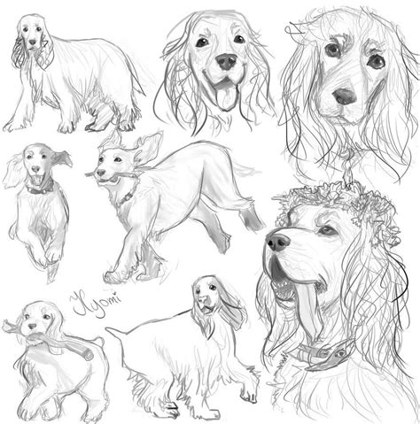 English Cocker Spaniel study by HyomiArt | Spaniel art, Cocker spaniel, Dog drawing