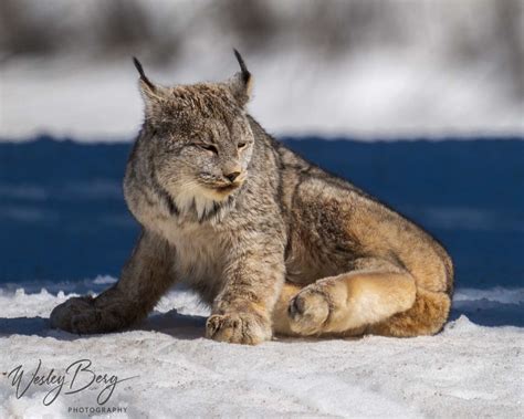 Silverton Photographer Captures Photos Of Elusive Lynx The Durango Herald