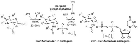 Enzymatic Route To Preparative Scale Synthesis Of Udp Glcnac Galnac Their Analogues And Gdp