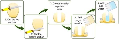 Osmosis In Potatoes Diagram