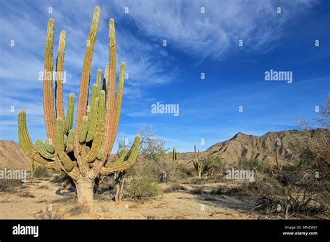 Large Elephant Cardon Cactus Or Cactus Pachycereus Pringlei At A Desert