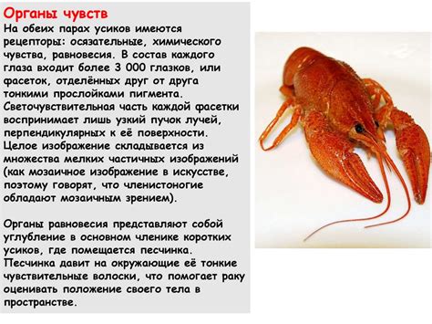 Класс Ракообразные - презентация онлайн