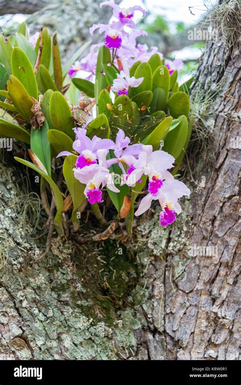 Cattleya Trianae Orchid Stock Photo - Alamy