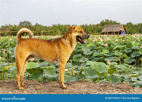 A Dog at Lotus Field in Vietnam Countryside. Stock Photo - Image of grass, animal: 282735662