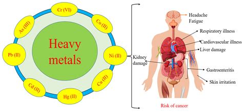 Toxics Free Full Text Water Quality Degradation Due To Heavy Metal Contamination Health