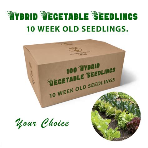 Vegetable Seedlings Buy Online Delivered Nationwide Martin Dale