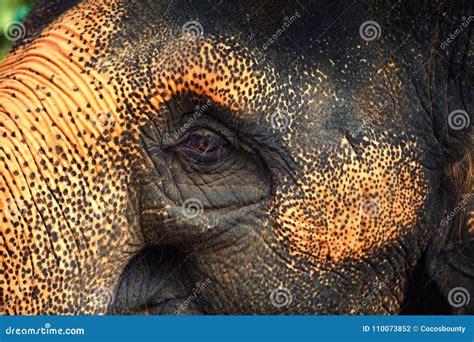 Elephant Portrait, Close Up Eye Elephant. Wildlife Tropical Mammals ...