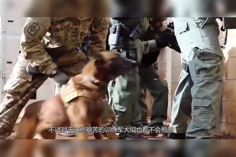 军犬究竟有多聪明要不是亲眼见到说啥都不敢信这是真的 军犬