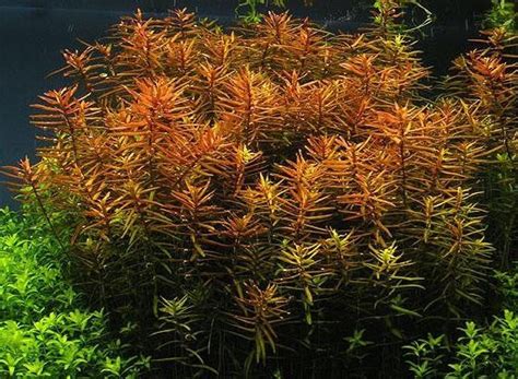 Buy Ludwigia Arcuata P026 Online At Best Price In Australia Aquadepot