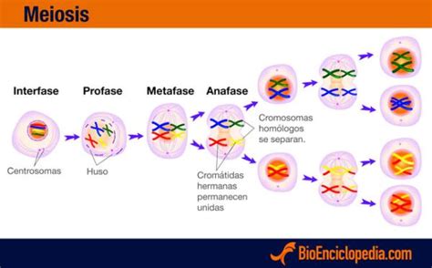 Reproducción Celular Tipos Y Fases
