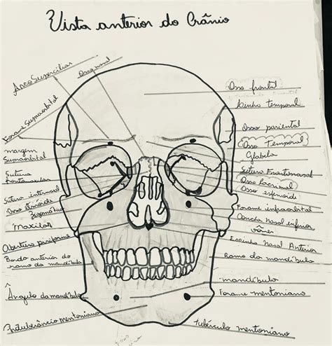 Vista Anterior Do Cranio Anatomia Dos Ossos Cr Nio Desenho Anatomia