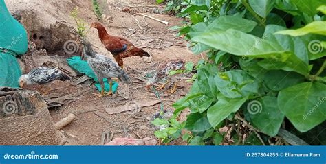 Frangos Em Fazenda De Galinha Localizada No Jardim De Jasmim Imagem De