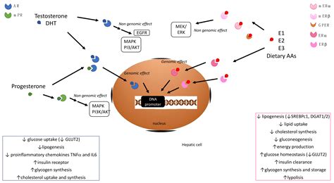 The Role Of Sex In Acute And Chronic Liver Damage