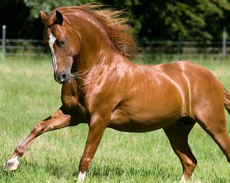 Pura Raza Española Stallion Diego A Rare Chestnut Andalusian