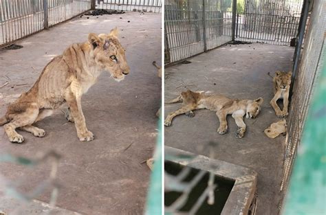 Los Leones En Sud N Est N Muriendo De Hambre Y Se Lanz Una Campa A