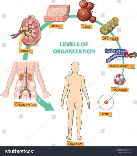 Illustration Hierarchy Biological Levels Organization Atom Stock Vector