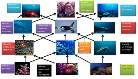 Food Web - Marine Ecosystem