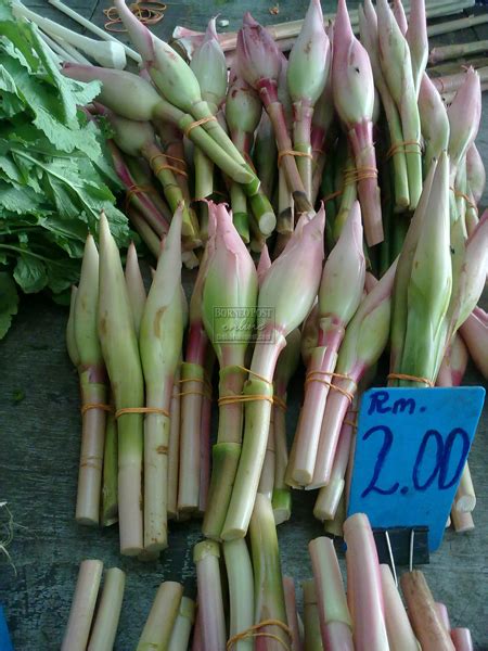 Daun Kantan In English Daliataropotter