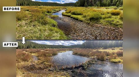 removal of beaver dams Beavers dams beaver worldatlas