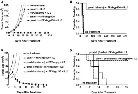 Adoptive Transfer Of Tumor Specific T Cells Combined With Vaccination