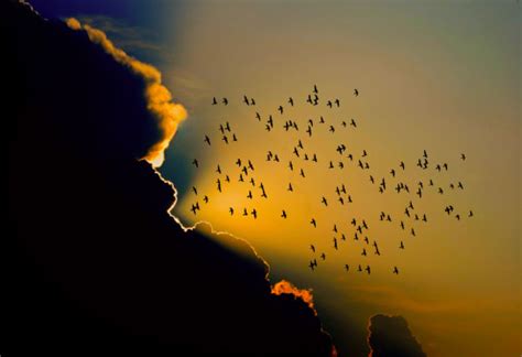 Kostenlose Foto Meer Wasser Natur Silhouette Vogel Licht Himmel