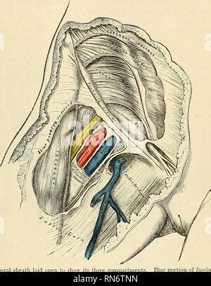 Anatomie descriptif et appliquée L anatomie L artère fémorale G85