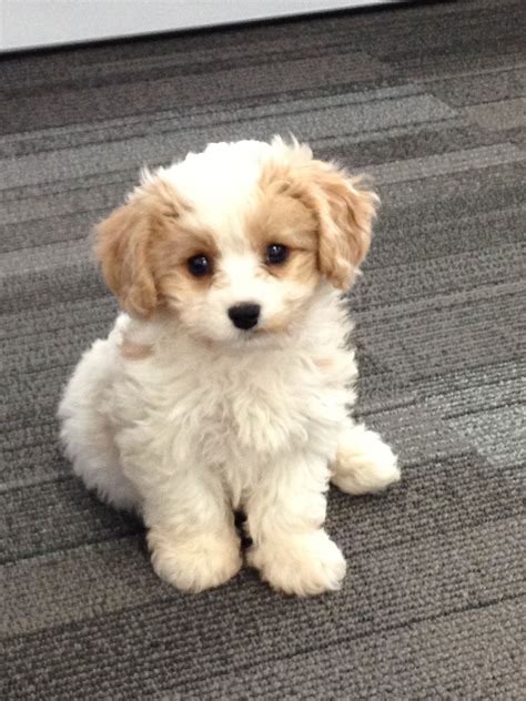 Cavashon Puppie 10 Weeks King Charles Cavalier Plus A Bichon Frise