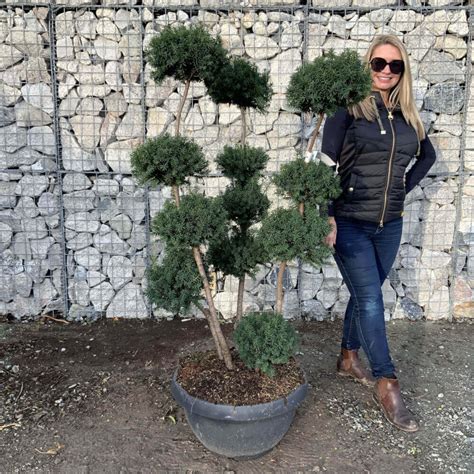 Taxus X Media Hilli PomPons Archives Sutton Manor Nursery