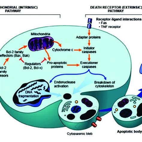 The Intrinsic And Extrinsic Pathways Of Apoptosis 15 Download