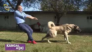 Dişi Kangal Köpeklerin Özellikleri Video izle e Evcil