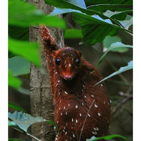 O Sunda Colugo Um Mam Fero Que Vive Principalmente No Sudeste