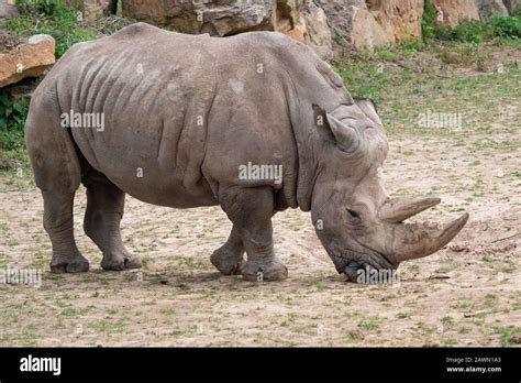 Rhinocéros blanc du sud Ceratotherium simum simum Les espèces