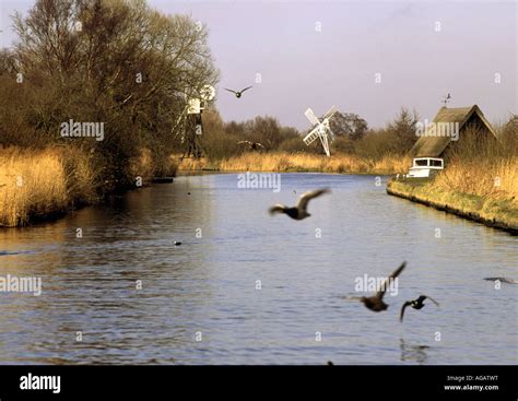 Wildlife in the Norfolk Broads Stock Photo - Alamy