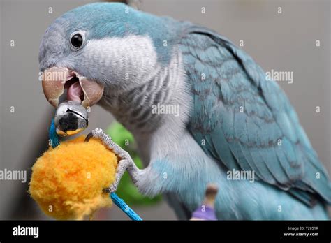 Quaker Parrot Hi Res Stock Photography And Images Alamy