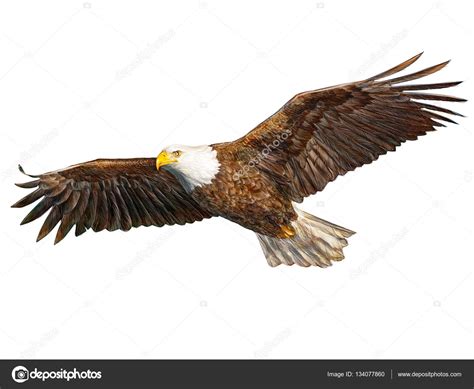 Drawing Of Eagle Flying – Warehouse of Ideas