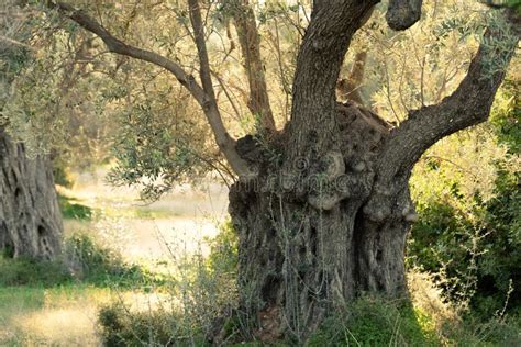 Tronc De Cannelure D Arbre D Europaea D Olive Olea Vieux Image Stock