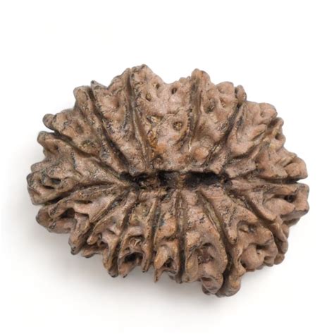 14 Mukhi Rudraksha Nepal 28 02mm 4 24g Fourteen Face Bead