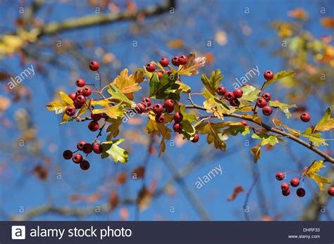 Crataegus Monogyna Fall Leaf Hi Res Stock Photography And Images Alamy