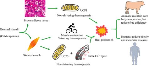 Thermogenesis From Brown Adipose Tissue And Skeletal Muscle Contribute