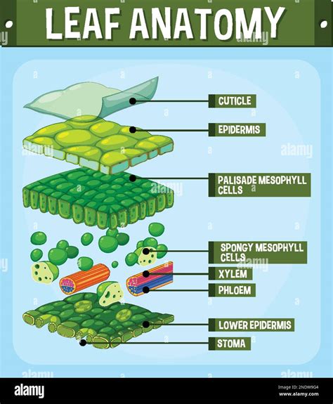 Internal Structure Of Leaf Diagram Illustration Stock Vector Image