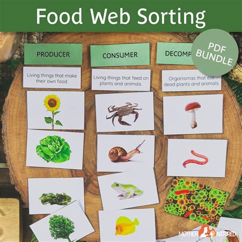 Food Chain Sorting Activity Sort The Producers Consumers And