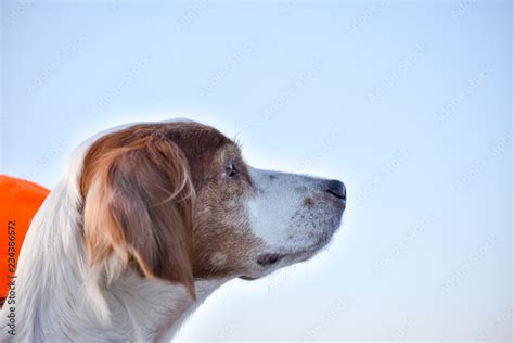 Epagneul Breton, spaniel breton, Brittany Spaniel, Bretonischer Spaniel ...